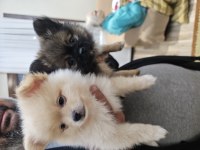 Yavru pomeranian 2 aylık