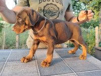 Siyah ve kızıl safkan doberman yavruları
