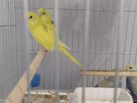 Yetiştirmek ele alıştırmak konuşturmak için muhabbet kuşlar