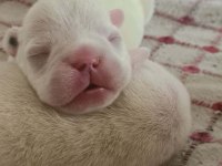 3 HAZİRAN DOĞUMLU BEYAZ MAVİ GÖZ FRENCH BULLDOG