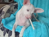 Çok özel chihuahua bebeğimize aile arıyoruz