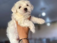 Bembeyaz terrier yavrular