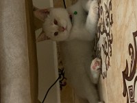 British shorthair 0-4 aylık
