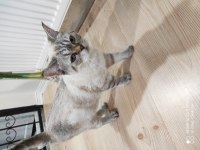 10 aylık dişi british shorthair