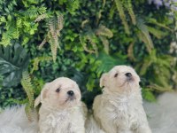 0 numara maltese terrier dişi ve erkek yavrularımız