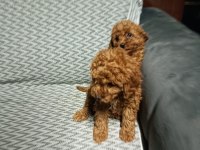 Yavru toy poodle