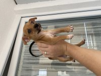 2 aylık minyatür Pinscher sarı kahvemsi renk sağlıklı