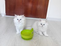 Irk garantili british longhair kedisi