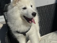 3 Aylık erkek yavru Saf Irk Samoyed