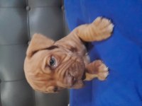 Fransız mastiff dişi ve erkek