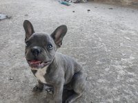 İzmir blue french bulldog yavru dişi erkek