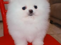 Mükemmel kalitede bir yavru ultra mini boy pomeranian