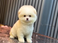 Yavru Pomeranian Boo Köpeklerimiz