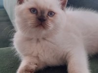 British Shorthair Bebekler