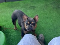 A Kalite French Bulldog