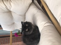 2 erkek bal küpü scottish fold yavrumuza yuva arıyoruz
