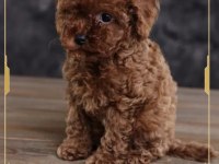 Toy poodle yavrularımız
