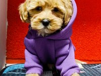KIVIR KIVIR ORJINAL MALTİPOO BEBEKLER