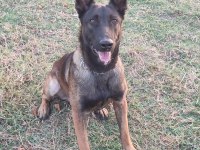 Belçika malinois