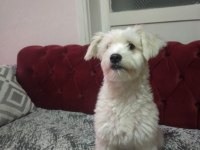 Şilamıza yeni yuva arıyoruz maltese terrier