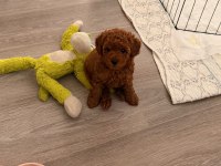 RED BROWN TOY POODLE YAVRULAR EV ORTAMINDA BÜYÜMÜŞ