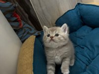 British Shorthair Torunlarımız Yuvasını Arıyor