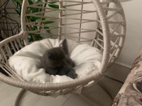 İki tane yavru scottish fold yavrular yuvasını arıyor