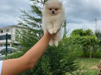 Pomeranian bo teddy yavrularımız