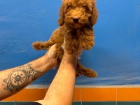 EVİNİZİN NEŞESİ TÜY DÖKMEYEN TOY POODLE YAVRULAR