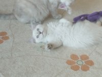 Silver Point British Longhair Bebek Yeni Yuvasını Arıyor