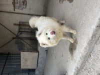 Sahibinden ORJ IRK SAMOYED DOST CANLISI Dişi