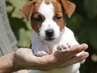 FCI-KIF Şecereli Safkan Dişi Jack Russell Yavrularımız