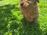 Toy Poodle 0 Numara