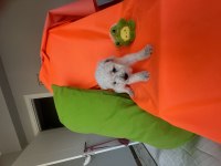 Maltese terrier köpeğimiz