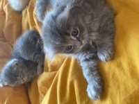 Tam bir oyuncu yavru scottish fold