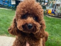 ORJİNAL KORE KAN MİNİ POODLE YAVRU ERKEK