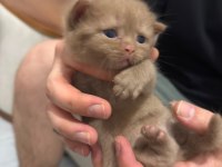 British Shorthair Erkek