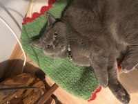 10 aylık dişi british shorthair kısırlaştırılmış