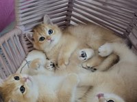 British Shorthair Golden Ny12 Yavrular