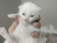 Blue point scottish fold