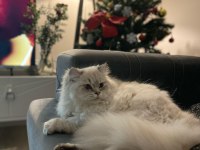 Kısırlaştırma şartı ile kedimiz