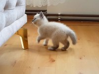 Safkan British Shorthair Anne Altından Yavrular