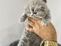 Saf kan Irk Scottish Fold Tüm Türkiye getirme şansımız var