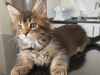 Dünyanın en güzel Maine Coon yavruları burada!