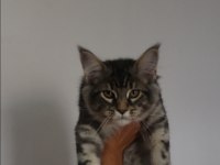 Maine coon ırkının en güzel örnekleri safkan şecereli
