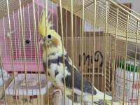 Yeme Düşmek Üzere Olan Sultan Yavrular