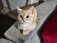 2 Aylık Erkek Wc Eğitimli British Shorthair
