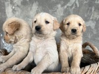 Safkan Baby Face Golden Retriever Yavrularımız