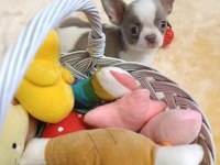 Apple face chihuahua