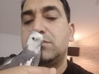 Sağlıklı ev beslemesi yavru sultan papağanlar